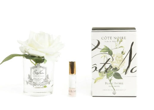 ROSA PROFUMATA COTE NOIRE