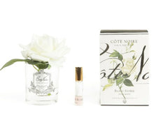 ROSA PROFUMATA COTE NOIRE