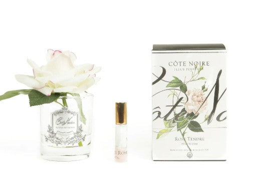 ROSA PROFUMATA COTE NOIRE