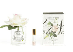 ROSA PROFUMATA COTE NOIRE