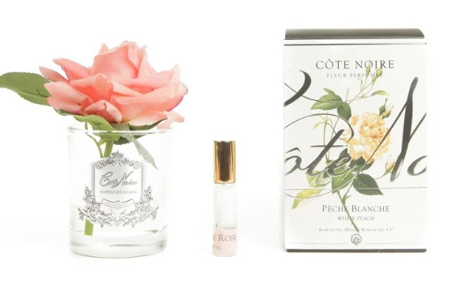 ROSA PROFUMATA COTE NOIRE