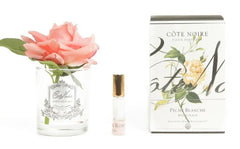 ROSA PROFUMATA COTE NOIRE