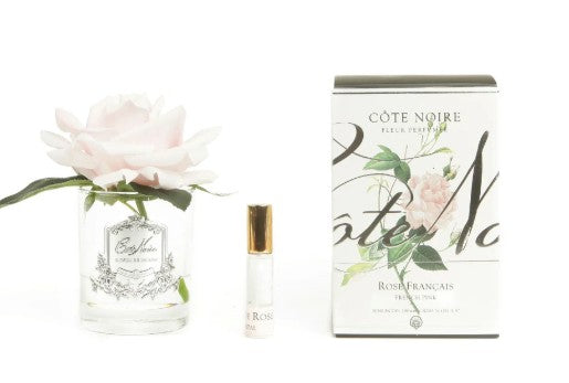 ROSA PROFUMATA COTE NOIRE