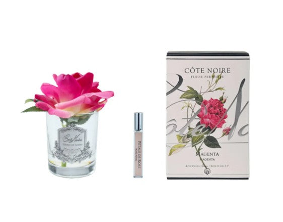 ROSA PROFUMATA COTE NOIRE