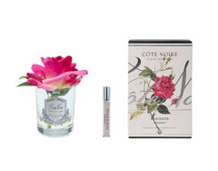 ROSA PROFUMATA COTE NOIRE