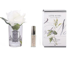 ROSA PROFUMATA PICCOLA COTE NOIRE