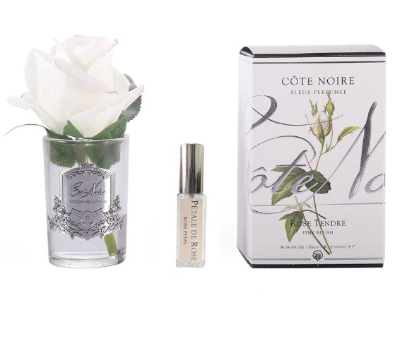 ROSA PROFUMATA PICCOLA COTE NOIRE