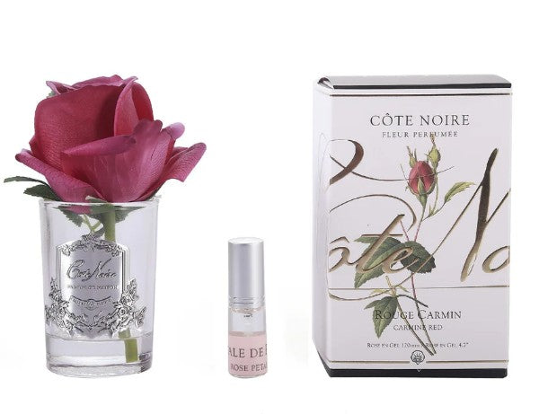 ROSA PROFUMATA PICCOLA COTE NOIRE