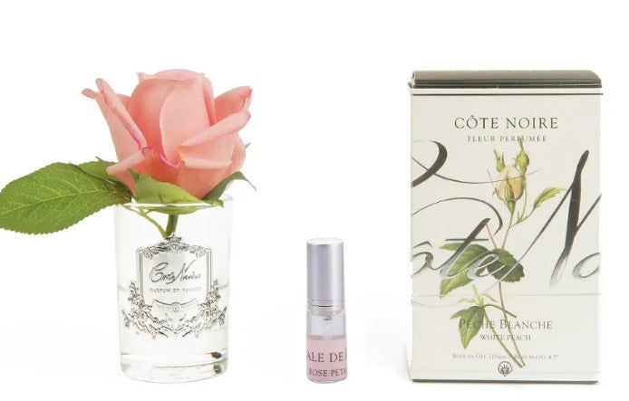 ROSA PROFUMATA PICCOLA COTE NOIRE