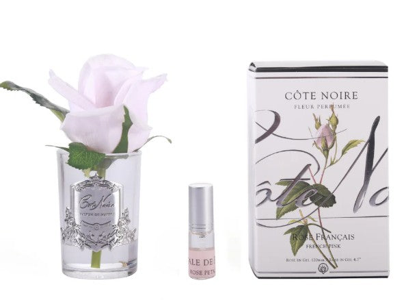 ROSA PROFUMATA PICCOLA COTE NOIRE