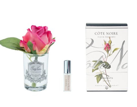 ROSA PROFUMATA PICCOLA COTE NOIRE