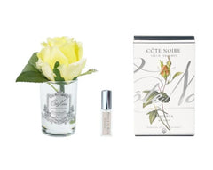 ROSA PROFUMATA PICCOLA COTE NOIRE