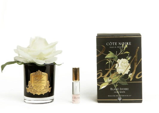 ROSA PROFUMATA COTE NOIRE