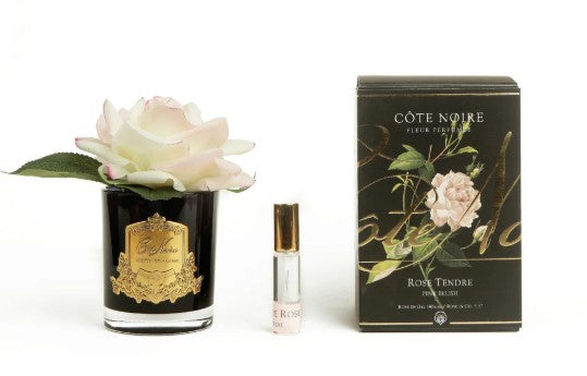 ROSA PROFUMATA COTE NOIRE