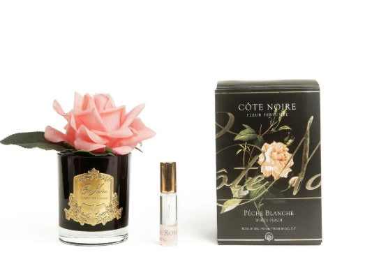 ROSA PROFUMATA COTE NOIRE