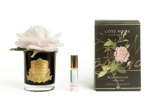 ROSA PROFUMATA COTE NOIRE