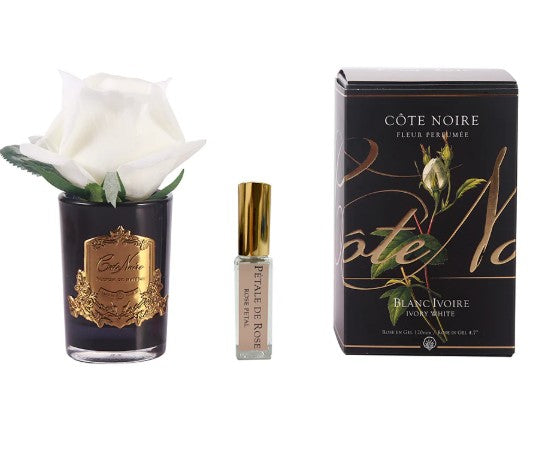 ROSA PROFUMATA PICCOLA COTE NOIRE