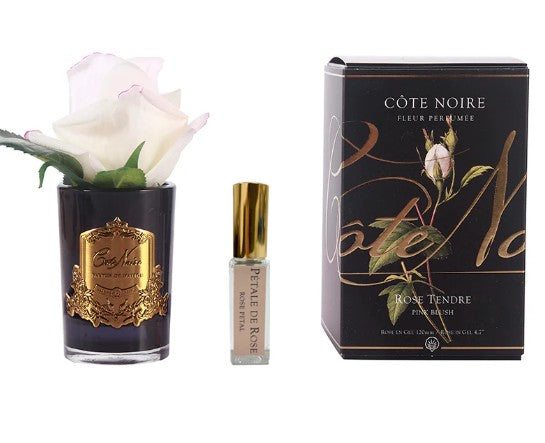 ROSA PROFUMATA PICCOLA COTE NOIRE