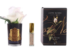 ROSA PROFUMATA PICCOLA COTE NOIRE