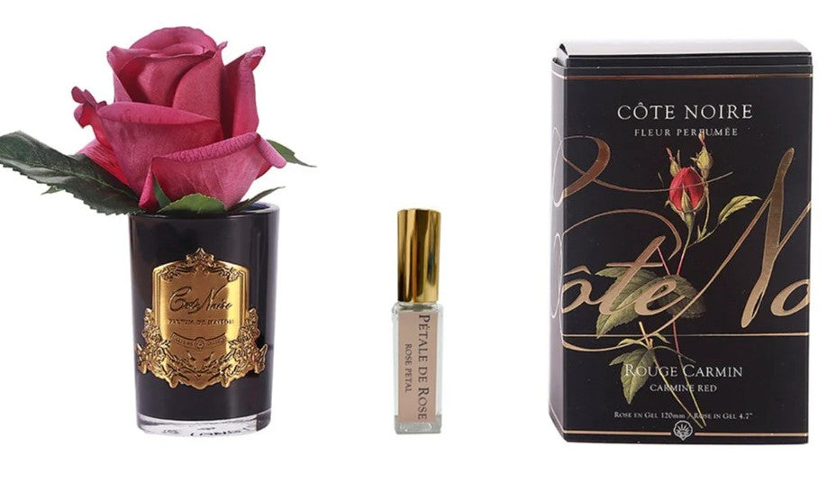 ROSA PROFUMATA PICCOLA COTE NOIRE