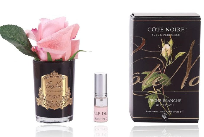 ROSA PROFUMATA PICCOLA COTE NOIRE