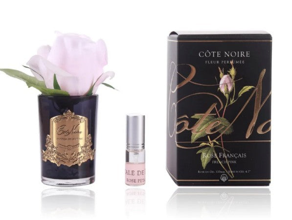 ROSA PROFUMATA PICCOLA COTE NOIRE