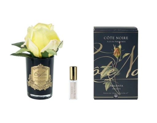 ROSA PROFUMATA PICCOLA COTE NOIRE